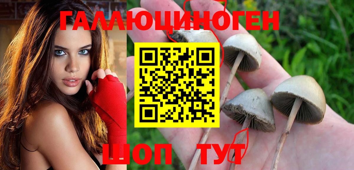 Новоалександровск  Псилоцибиновые грибы Cubensis  купить наркотик  Вход с VPN  Галлюциногенные грибы ЛСД 